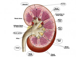 What is dialysis?